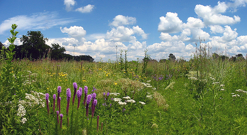 prairie